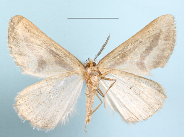 /filer/webapps/moths/media/images/S/staudei_Pseudomaenas_A_MGCLb_01.JPG