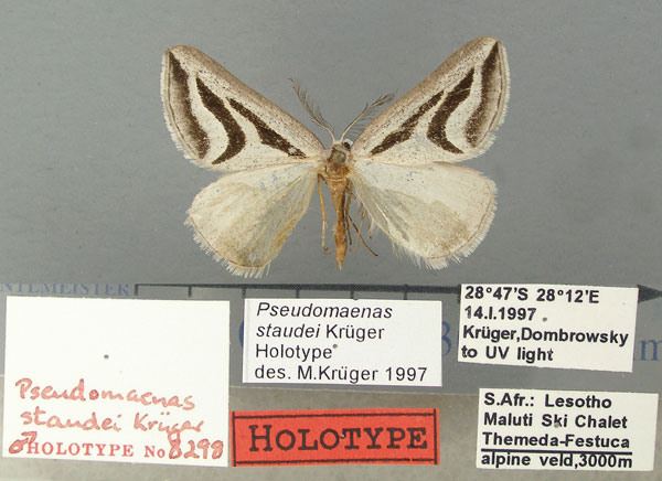 /filer/webapps/moths/media/images/S/staudei_Pseudomaenas_HT_TMSA.jpg