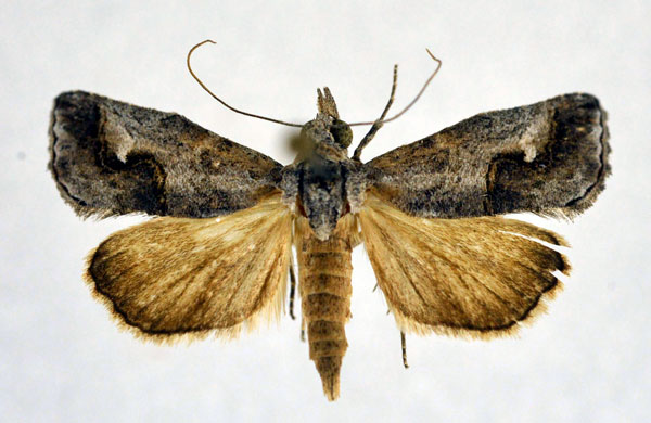 /filer/webapps/moths/media/images/S/staudei_Rhynchina_A_NHMO.jpg