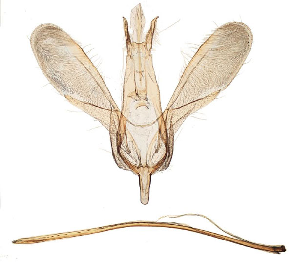 /filer/webapps/moths/media/images/S/staudei_Yponomeuta_GMPT_TMSA_17273.jpg
