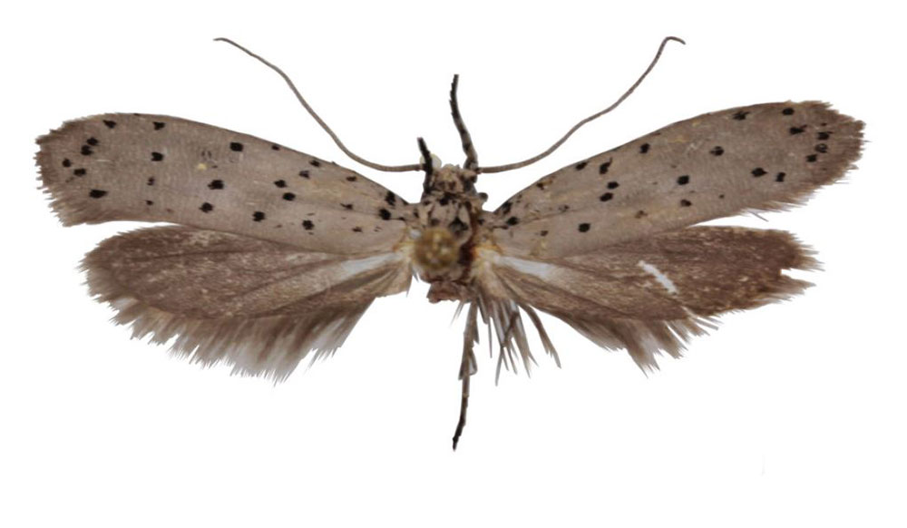 /filer/webapps/moths/media/images/S/staudei_Yponomeuta_HT_TMSA.jpg