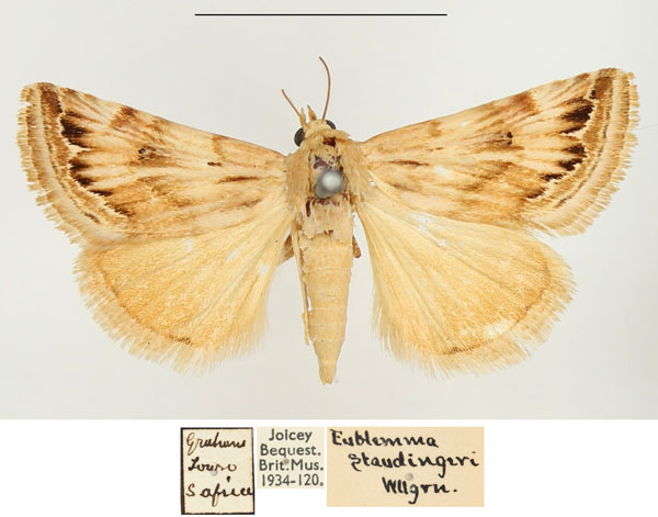 /filer/webapps/moths/media/images/S/staudingeri_Eublemma_AM_BMNH_01.jpg
