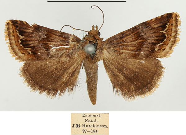 /filer/webapps/moths/media/images/S/staudingeri_Eublemma_AM_BMNH_02.jpg