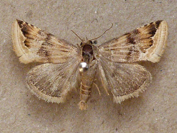 /filer/webapps/moths/media/images/S/staudingeri_Eublemma_A_Butler.jpg