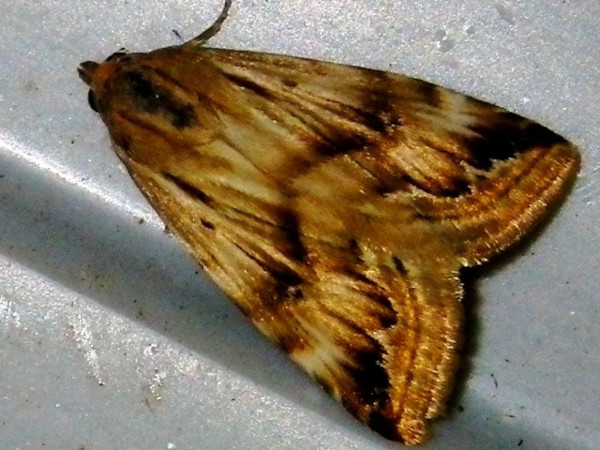 /filer/webapps/moths/media/images/S/staudingeri_Eublemma_A_Liebenberg.jpg