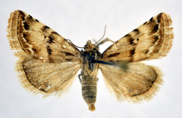 /filer/webapps/moths/media/images/S/staudingeri_Eublemma_A_NHMO.jpg