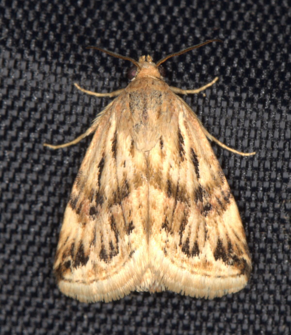 /filer/webapps/moths/media/images/S/staudingeri_Eublemma__A_Heyns_01.jpg