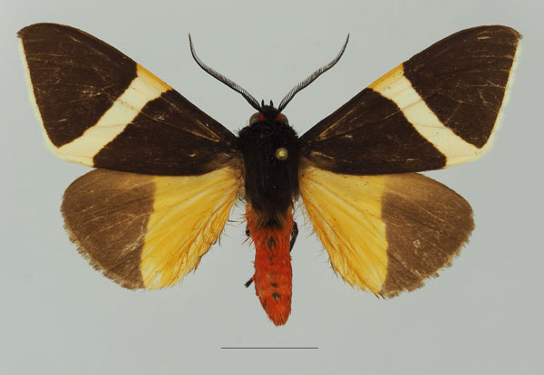 /filer/webapps/moths/media/images/S/staudingeri_Fodinoidea_AM_Basquina.jpg