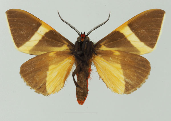 /filer/webapps/moths/media/images/S/staudingeri_Fodinoidea_AM_Basquinb.jpg
