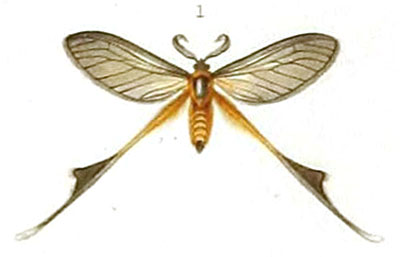 /filer/webapps/moths/media/images/S/staudingeri_Pedoptila_STM_Mabille_1-1.jpg