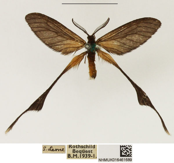 /filer/webapps/moths/media/images/S/staudingeri_Pseudothymara_AM_NHMUK_01.jpg