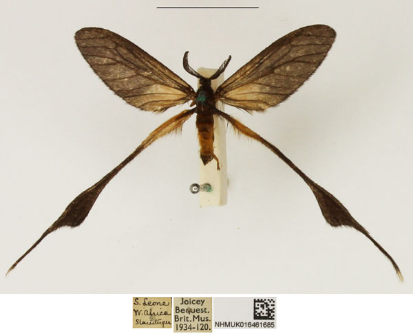 /filer/webapps/moths/media/images/S/staudingeri_Pseudothymara_AM_NHMUK_02.jpg