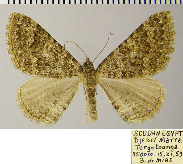 /filer/webapps/moths/media/images/S/steeleae_Polystroma_AF_ZSM.jpg