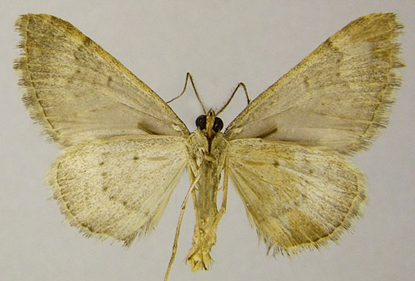 /filer/webapps/moths/media/images/S/steeleae_Polystroma_AM_ZSMb.jpg