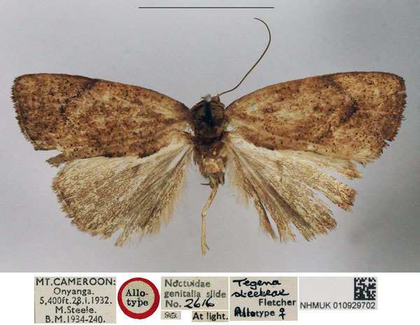 /filer/webapps/moths/media/images/S/steeleae_Tegena_AT_NHMUK.jpg