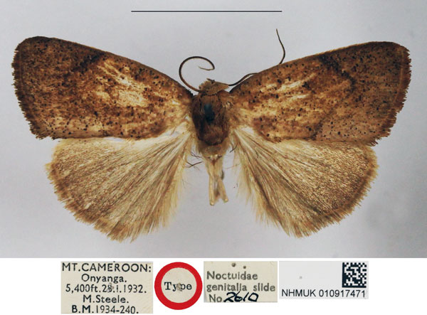 /filer/webapps/moths/media/images/S/steeleae_Tegena_HT_NHMUK.jpg