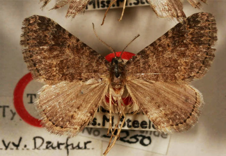 /filer/webapps/moths/media/images/S/steeleae_Xanthorhoe_HT_BMNH.jpg