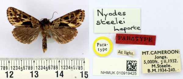 /filer/webapps/moths/media/images/S/steelei_Nyodes_PT_BMNH.jpg