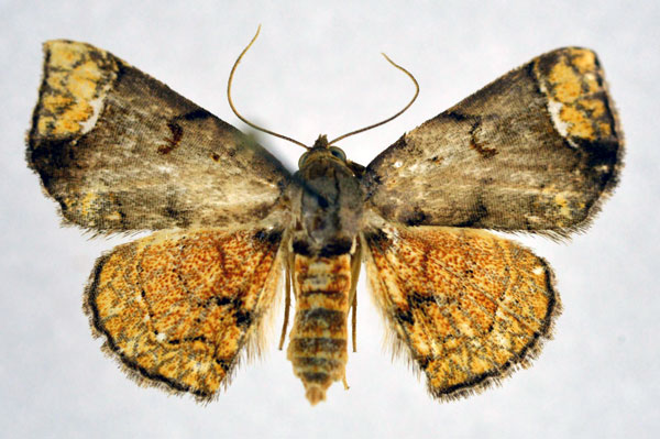 /filer/webapps/moths/media/images/S/steganioides_Tegiapa_AF_NHMO.jpg