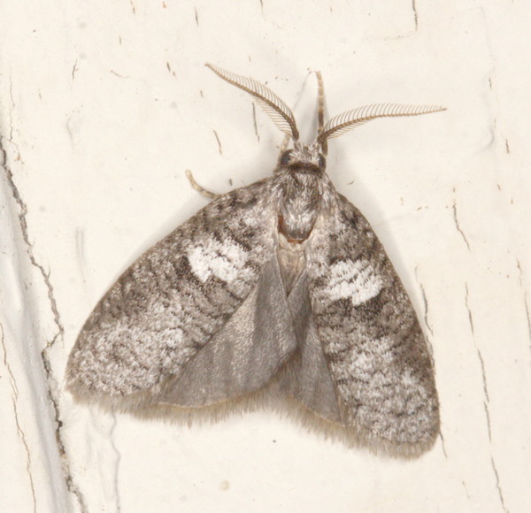 /filer/webapps/moths/media/images/S/stelitis_Typhonia_M_Heyns_01.jpg