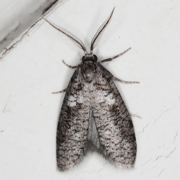 /filer/webapps/moths/media/images/S/stelitis_Typhonia_M_Heyns_02.JPG