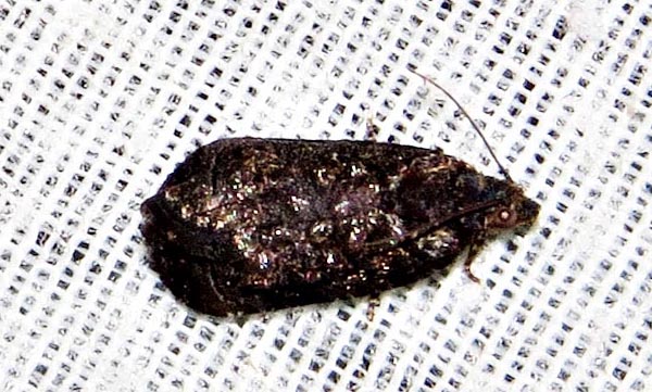 /filer/webapps/moths/media/images/S/stellans_Astronauta_A_Braun_01.jpg