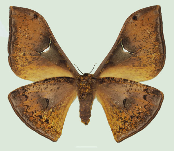 /filer/webapps/moths/media/images/S/stellata_Dogoia_AF_Basquinb.jpg