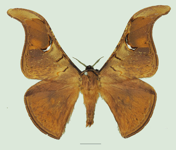 /filer/webapps/moths/media/images/S/stellata_Dogoia_AM_Basquina.jpg
