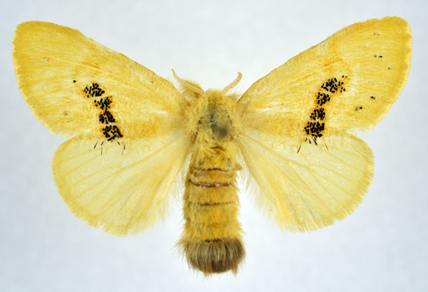 /filer/webapps/moths/media/images/S/stellata_Knappetra_AF_NHMO.jpg