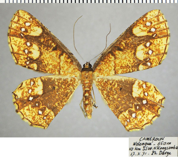/filer/webapps/moths/media/images/S/stellata_Melinoessa_AF_ZSM.jpg