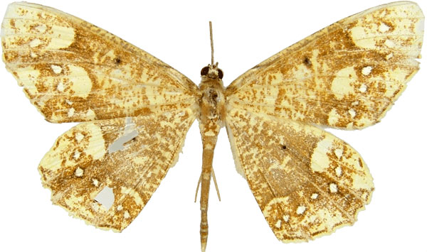 /filer/webapps/moths/media/images/S/stellata_Melinoessa_AM_MCJM.jpg