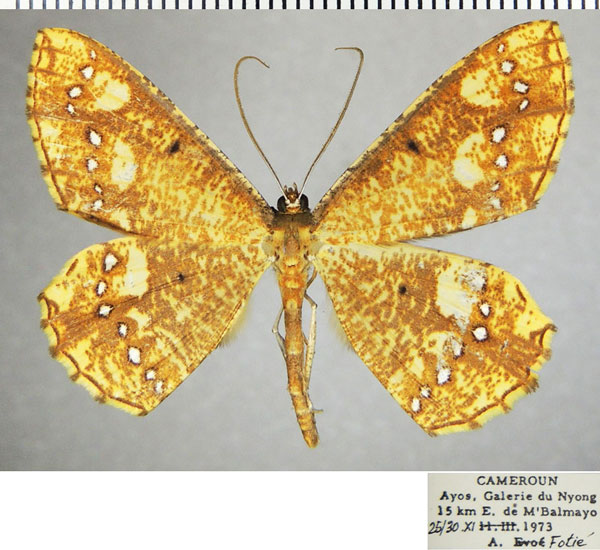 /filer/webapps/moths/media/images/S/stellata_Melinoessa_AM_ZSMa.jpg