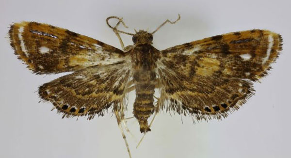 /filer/webapps/moths/media/images/S/stellata_Pseudambia_HT_Agassiz.jpg