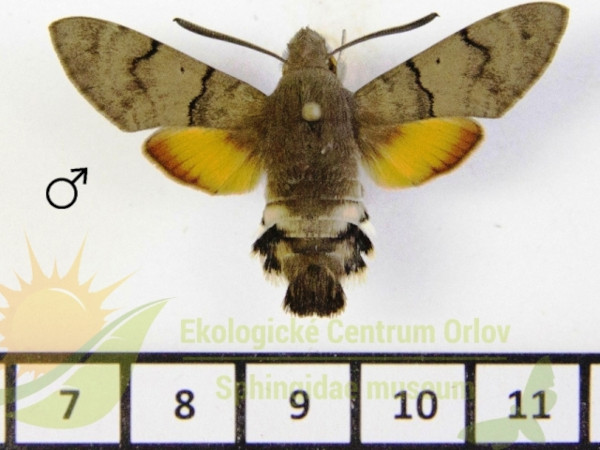 /filer/webapps/moths/media/images/S/stellatarum_Macroglossum_AM_SMCR_02.jpg