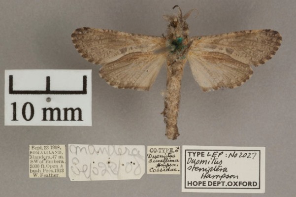 /filer/webapps/moths/media/images/S/steniptera_Aethalopteryx_HT_OUMNHb.jpg
