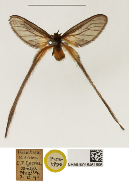 /filer/webapps/moths/media/images/S/steniptera_Doratopteryx_AM_NHMUK.jpg