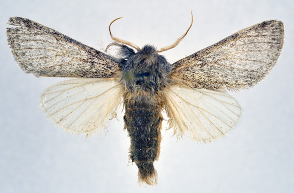 /filer/webapps/moths/media/images/S/steniptera_Epicerura_AM_NHMO.jpg
