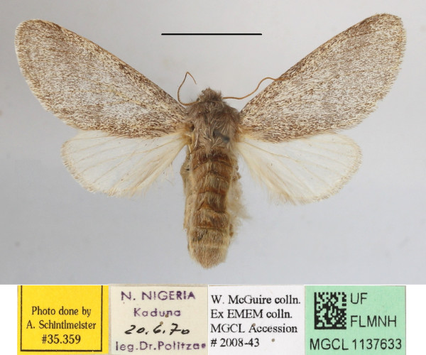 /filer/webapps/moths/media/images/S/steniptera_Epicerura_A_MGCLa_01.JPG