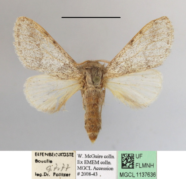 /filer/webapps/moths/media/images/S/steniptera_Epicerura_A_MGCLa_02.JPG