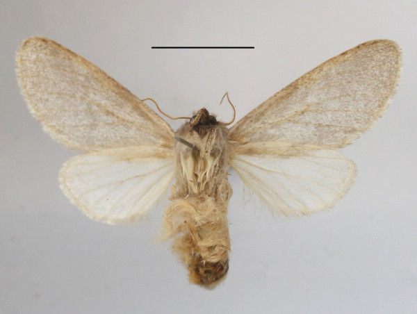 /filer/webapps/moths/media/images/S/steniptera_Epicerura_A_MGCLb_01.JPG