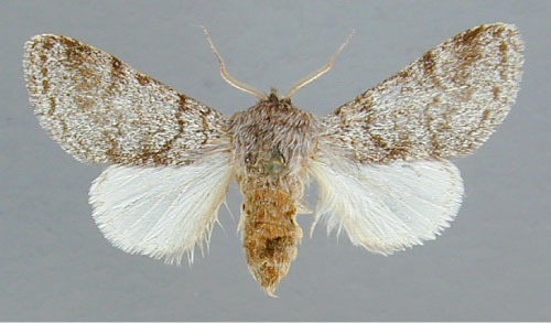 /filer/webapps/moths/media/images/S/steniptera_Epicerura_A_RMCA_01.jpg