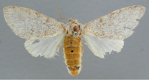 /filer/webapps/moths/media/images/S/steniptera_Epicerura_A_RMCA_02.jpg