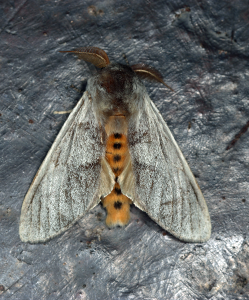 /filer/webapps/moths/media/images/S/steniptera_Epicerura_A_Roland_01.jpg