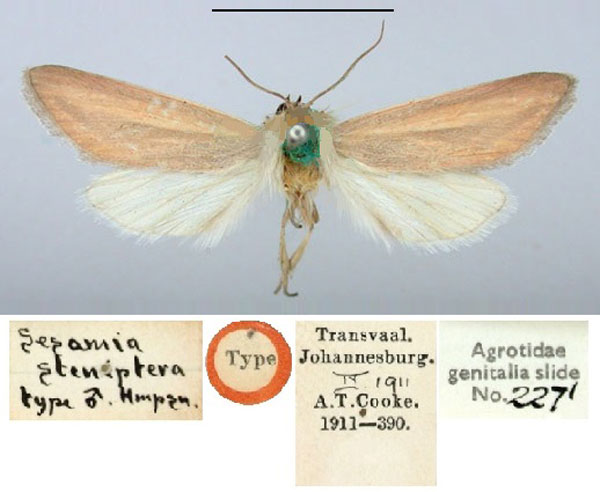 /filer/webapps/moths/media/images/S/steniptera_Sesamia_HT_BMNH.jpg