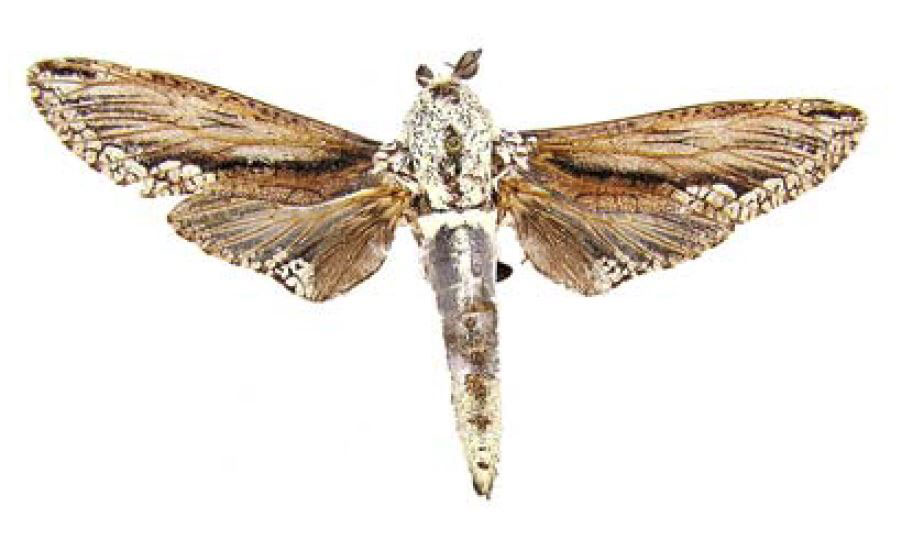 /filer/webapps/moths/media/images/S/stenlii_Pseudozeuzera_HT_RMCA.jpg