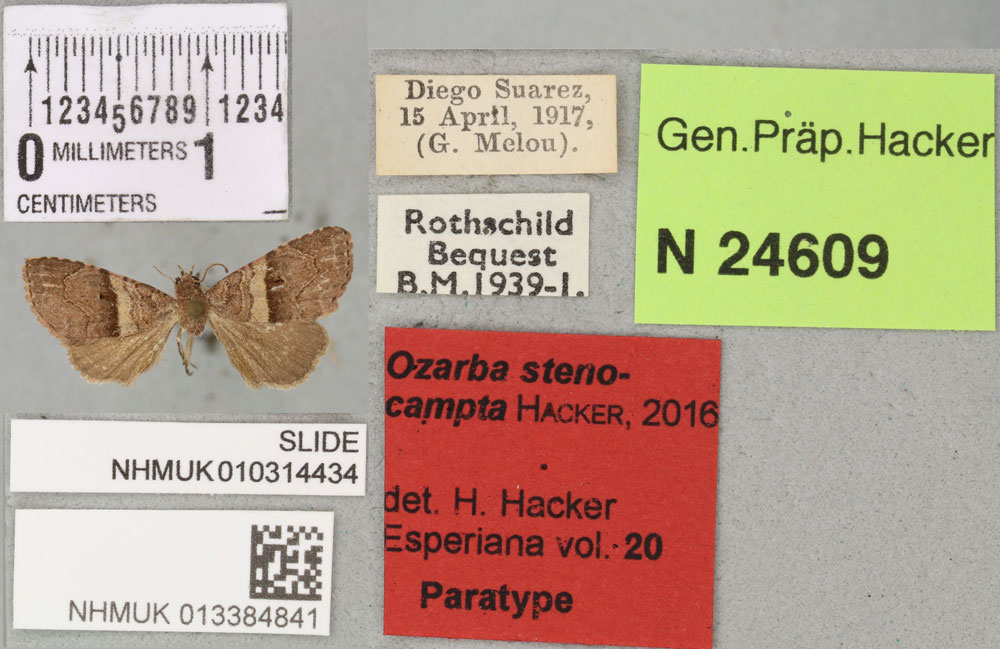 /filer/webapps/moths/media/images/S/stenocampta_Ozarba_PTF_BMNH_01a.jpg