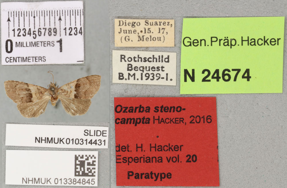 /filer/webapps/moths/media/images/S/stenocampta_Ozarba_PTF_BMNH_03a.jpg