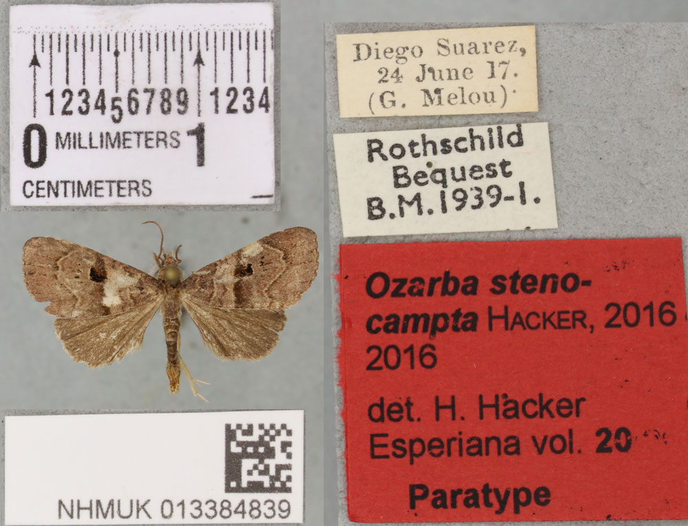 /filer/webapps/moths/media/images/S/stenocampta_Ozarba_PTM_BMNH_01a.jpg