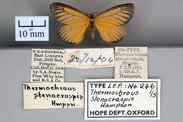 /filer/webapps/moths/media/images/S/stenocraspis_Thermmochrous_ST_OUMNH_01.jpg