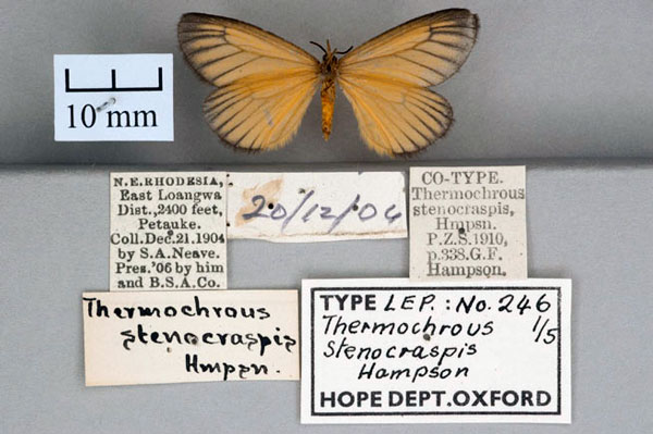 /filer/webapps/moths/media/images/S/stenocraspis_Thermmochrous_ST_OUMNH_02.jpg